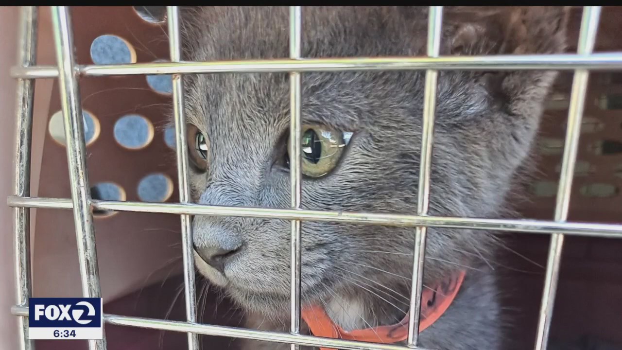 Unhoused residents say several cats missing after Caltrans sweep of San Jose encampment