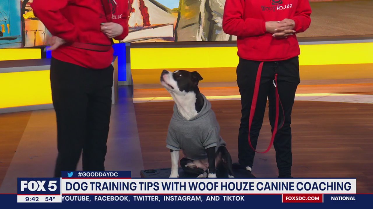 Dog training tips with Woof Houze Canine Coaching