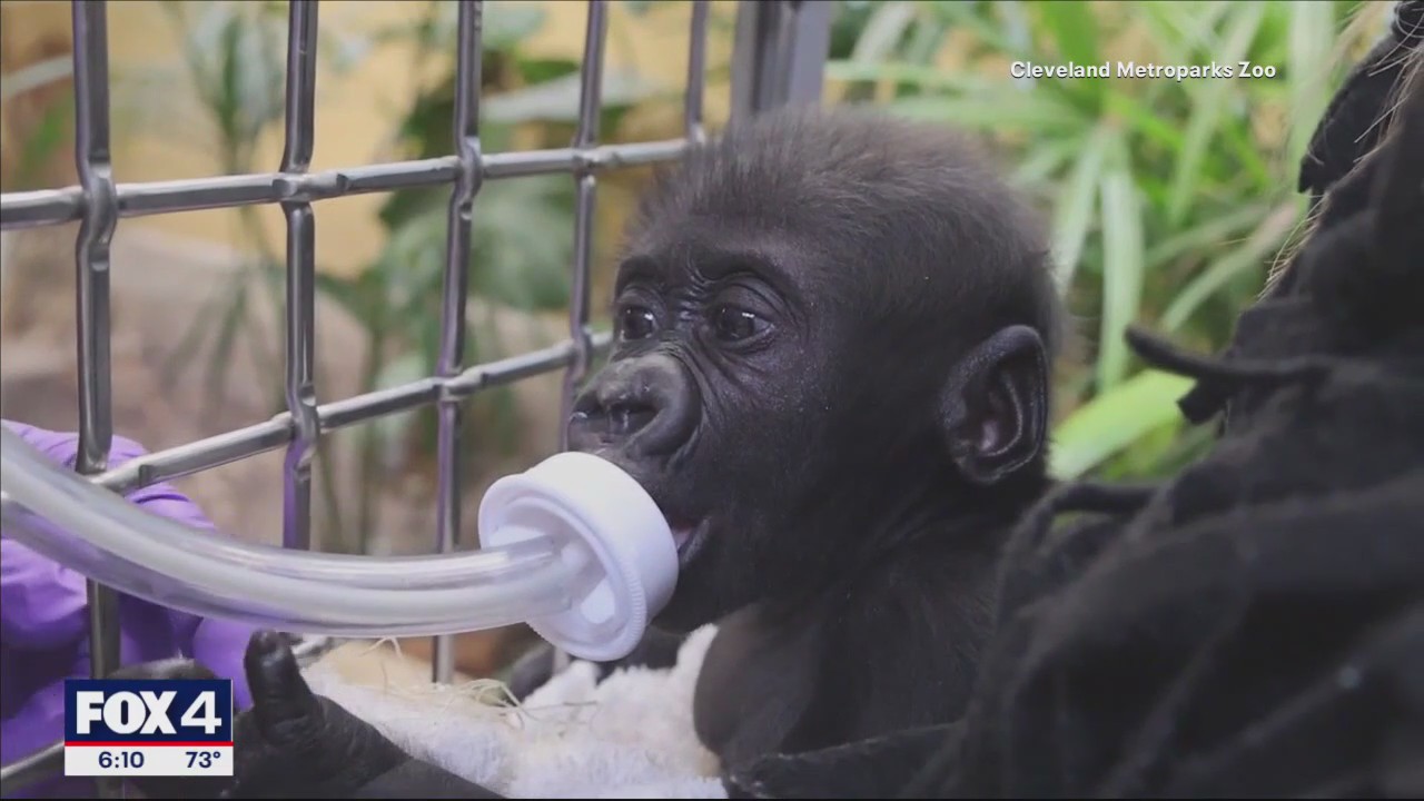 Fort Worth gorilla doing 'really well' at new home
