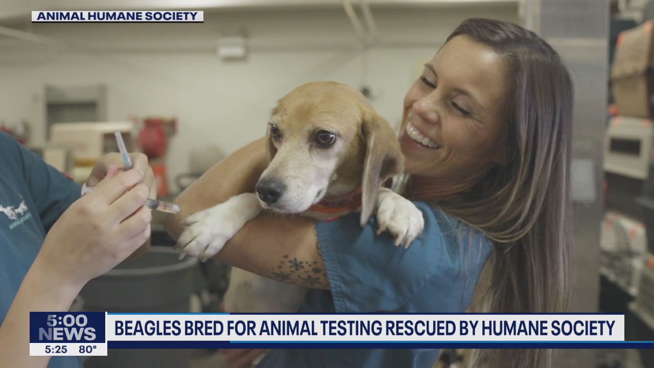 Animal Humane Society takes in 23 Beagles rescued from breeding facility for animal testing