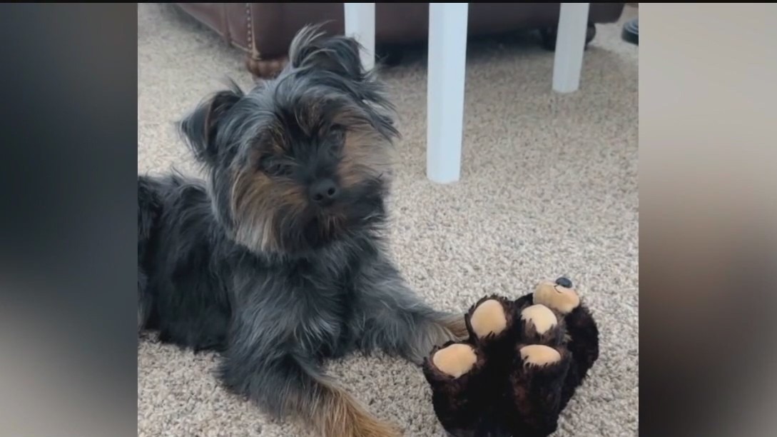 Neighbors come together to search for missing dog