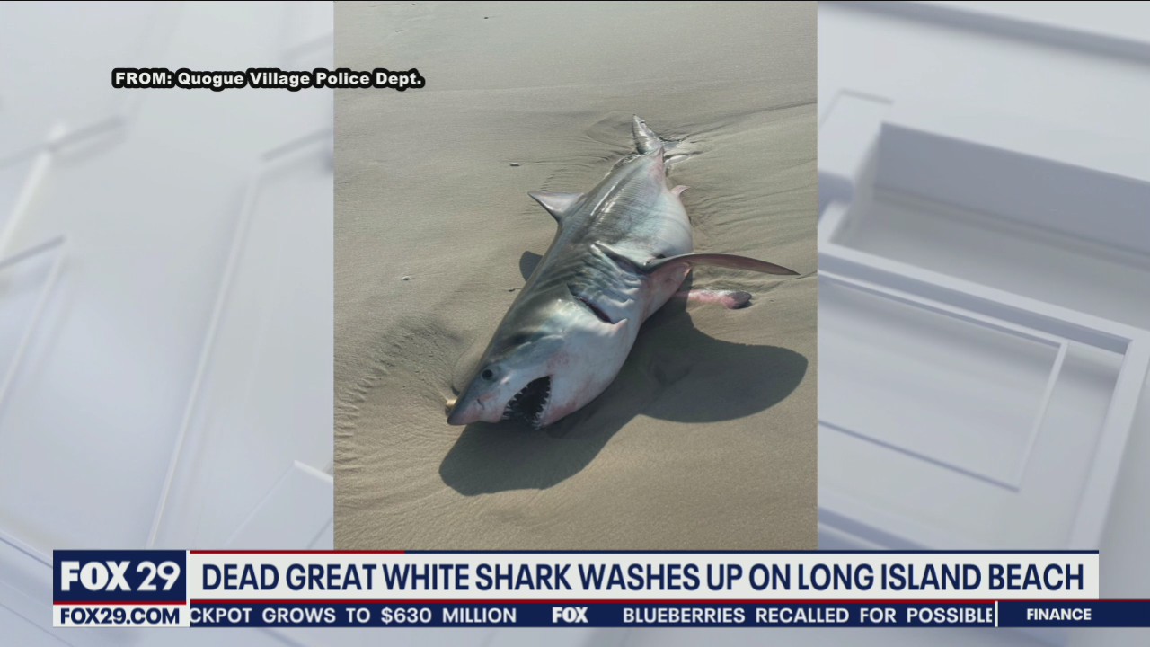 Dead shark, believed to be juvenile Great White, washes ashore on Long Island