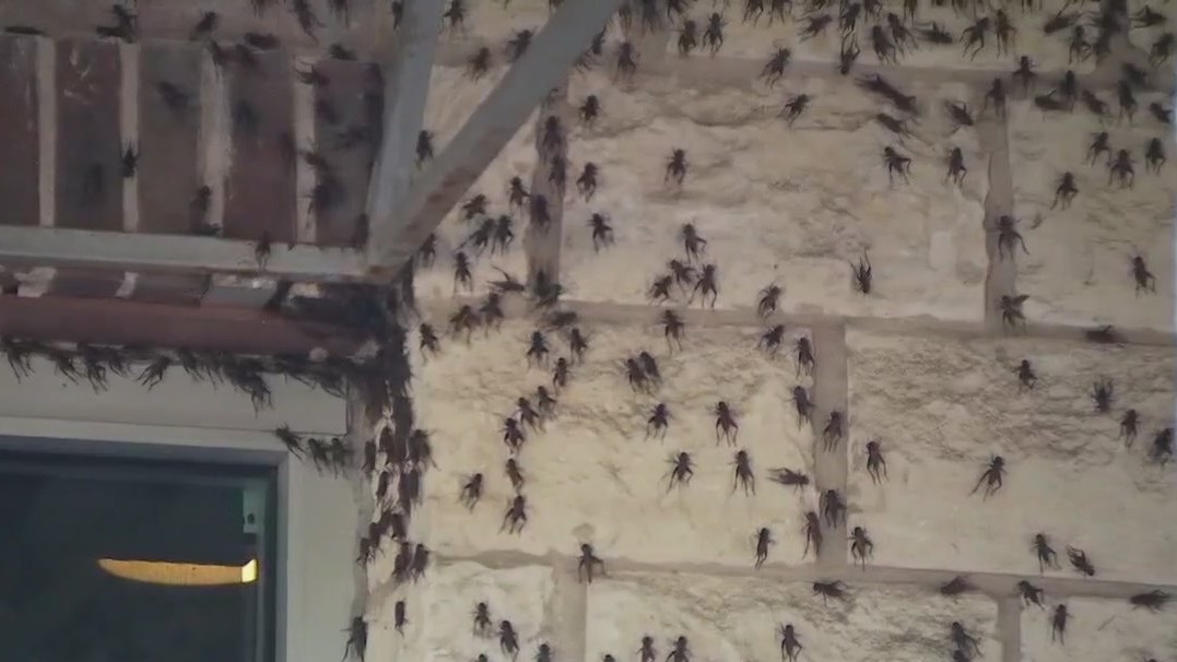Tis the season for crickets