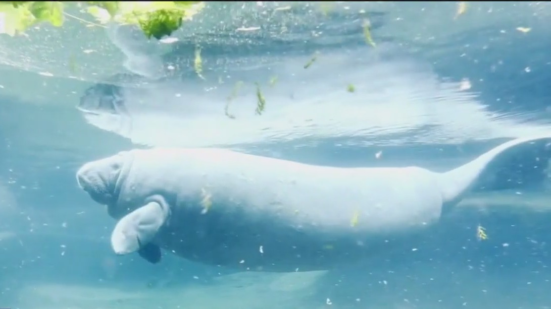 One of the oldest manatees in Florida dies