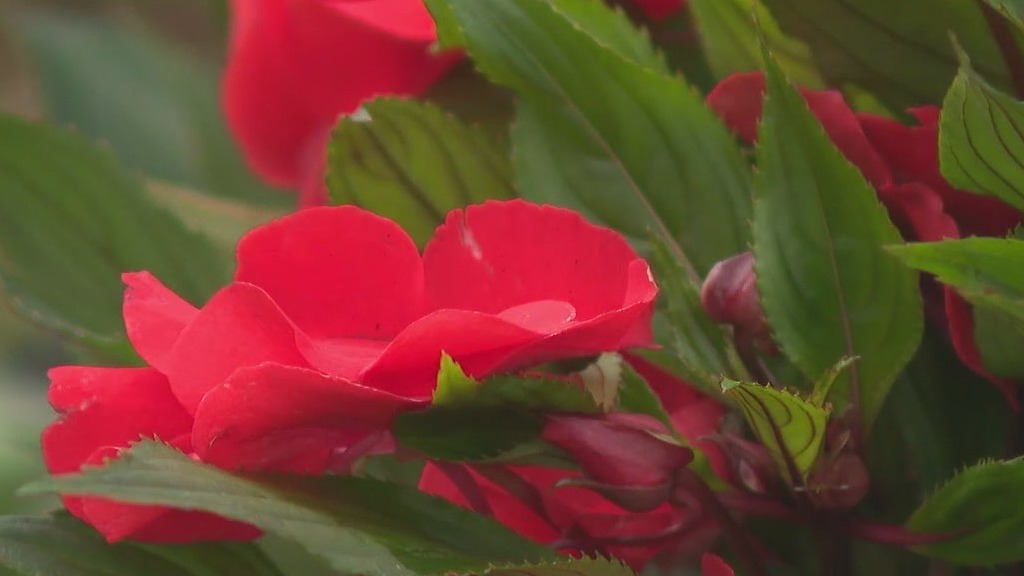 Spring container gardens for Easter
