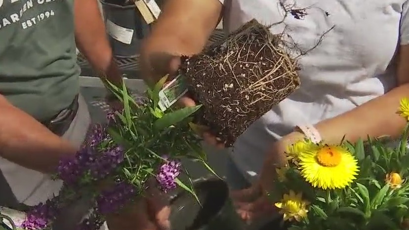 Gardening expert shares tips on best way to pot plants