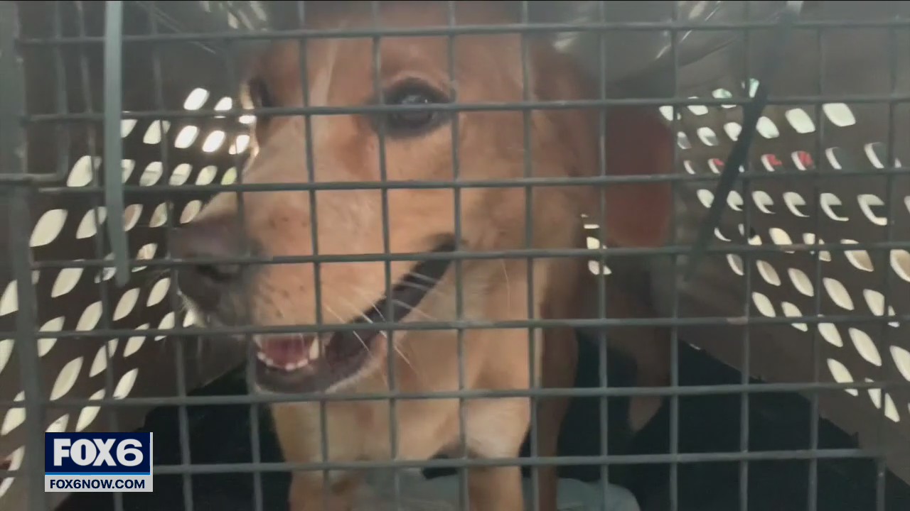 Pets arrive in Waukesha, rescued from hurricane