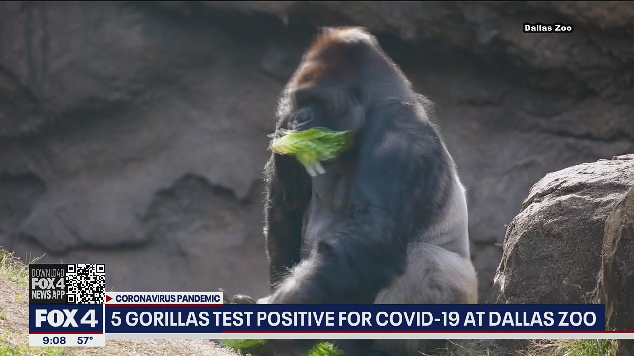 Five Dallas Zoo gorillas test positive for COVID-19