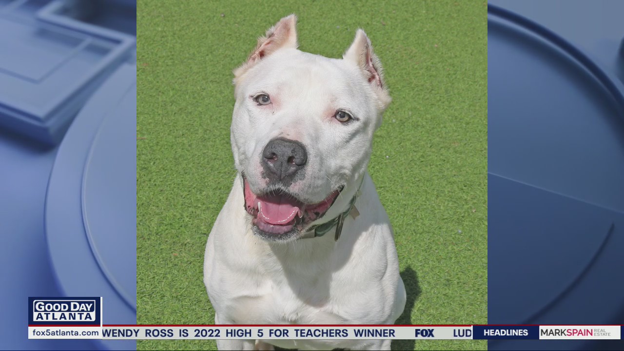Pet of the Day from the Humane Society of Northeast Georgia