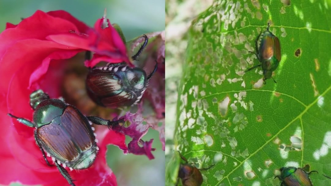 Japanese beetles return to Chicago, wreaking havoc on trees and shrubs