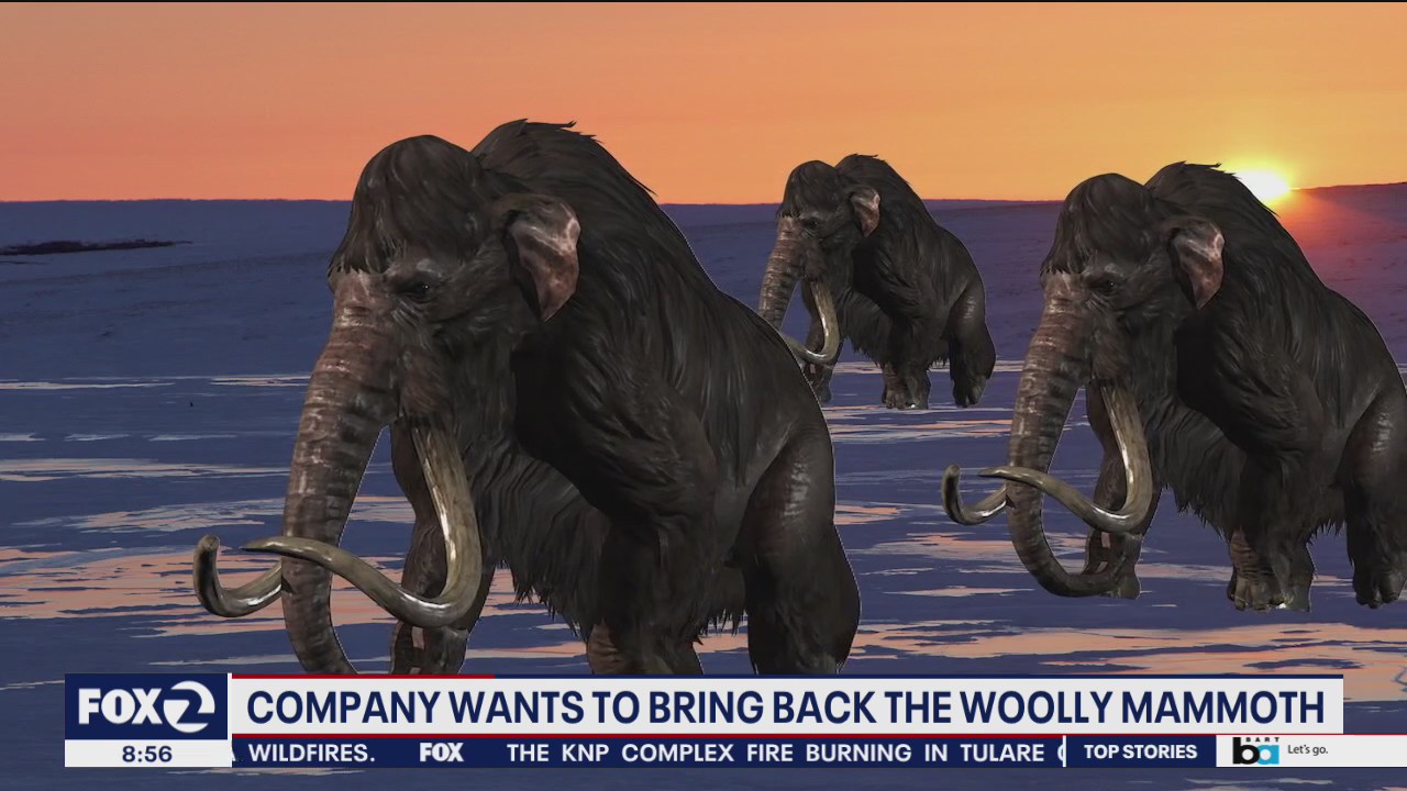 Resurrecting the wooly mammoth