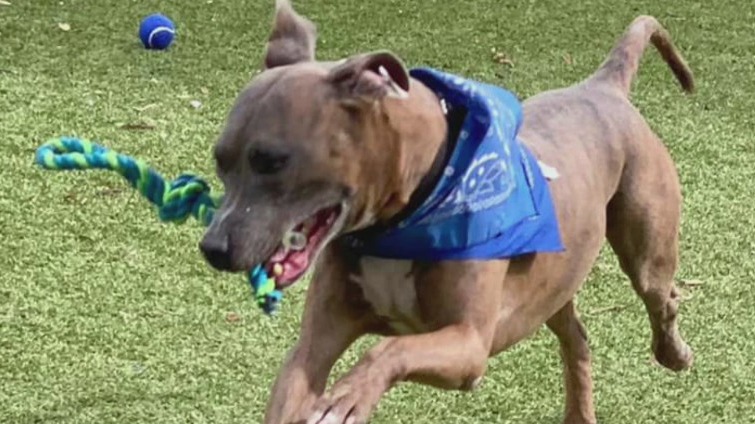 Austin Animal Center introduces 'Pet of the Week' Max