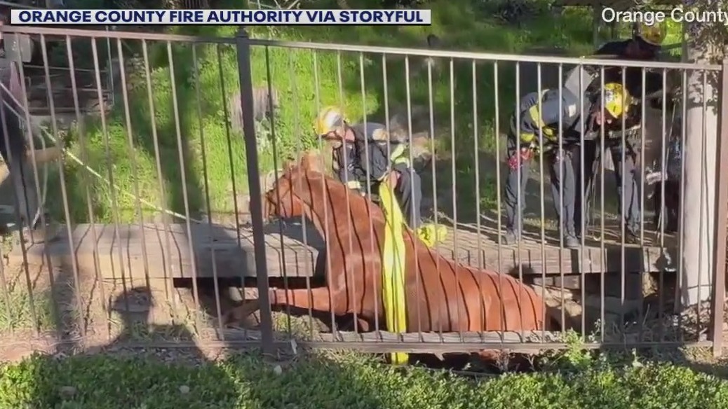 Horse rescued from ditch in Orange County
