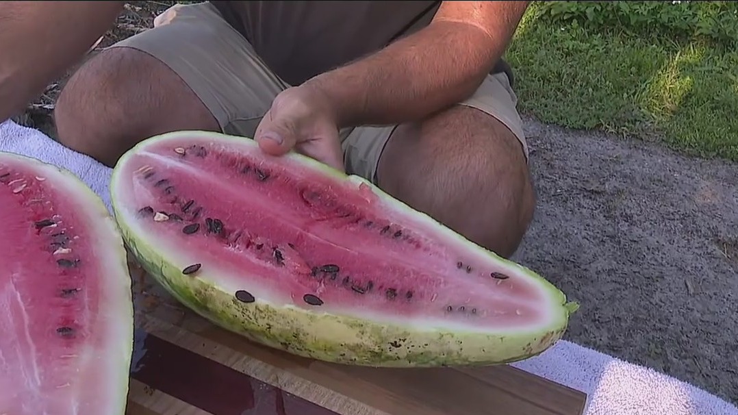 When it's time to harvest watermelons