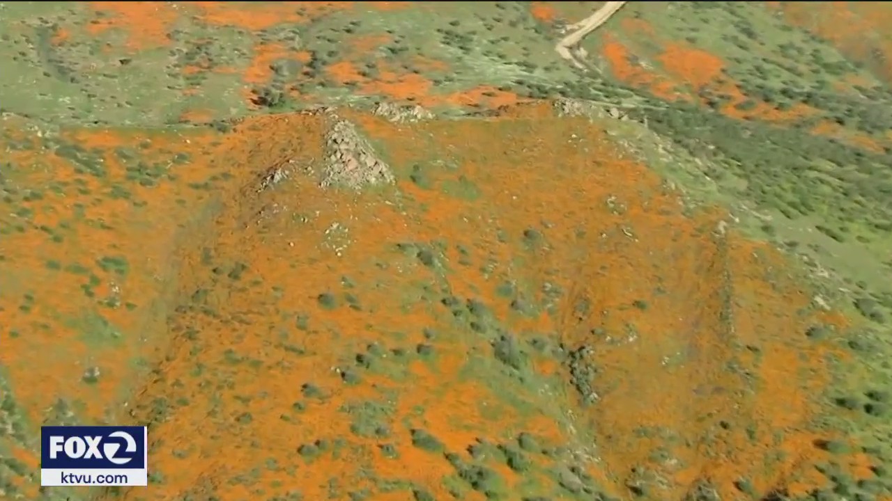 California super bloom visible from space