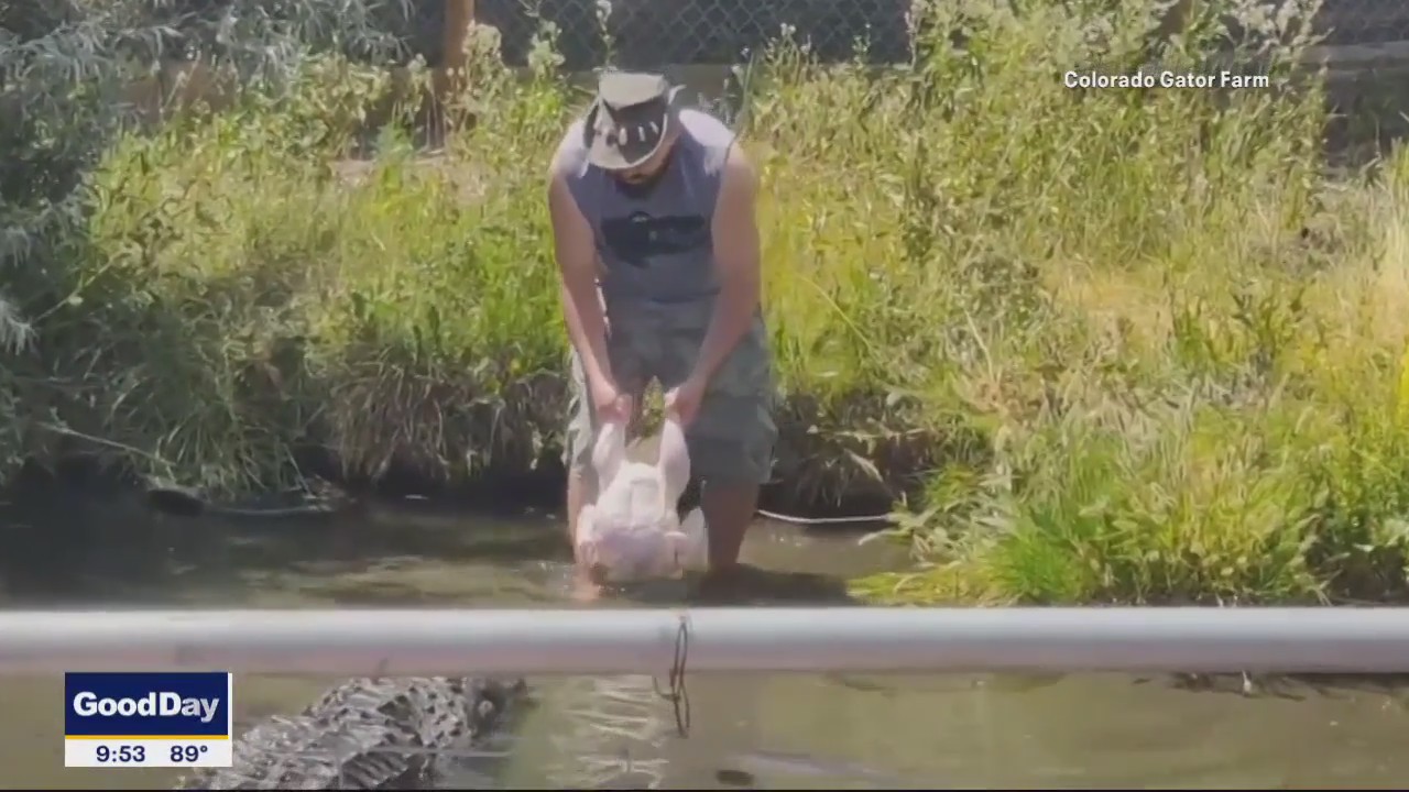 Talkers: Man's close call while feeding an alligator