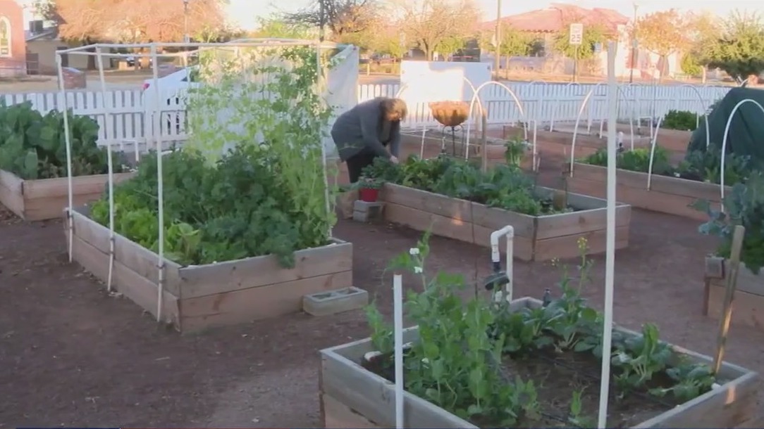 Peoria garden allows people to grow produce