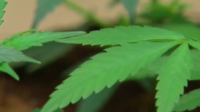 FL ballot amendment impacts on cannabis industry