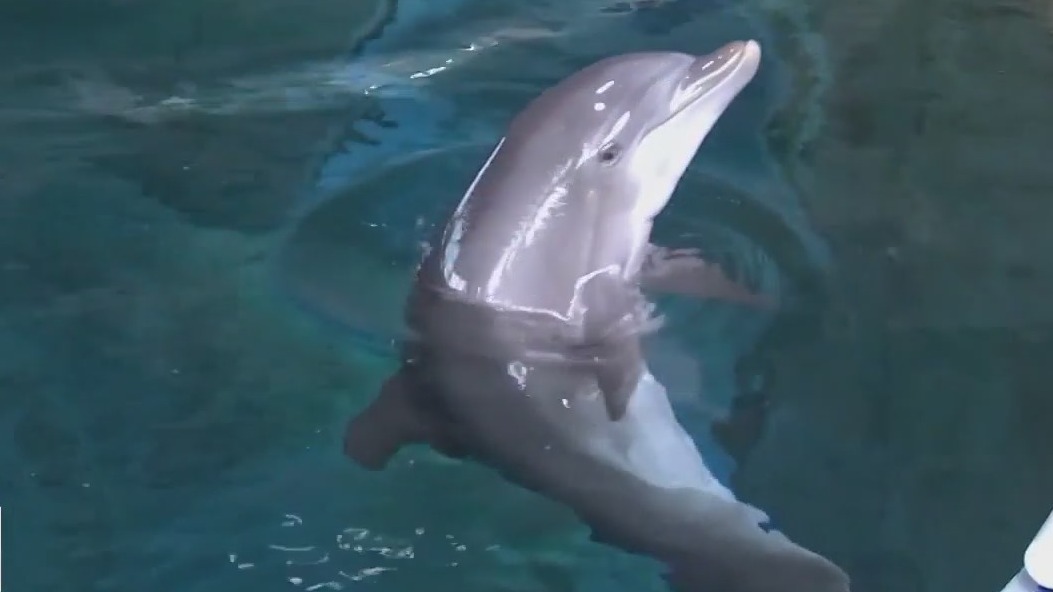 CMA investigates dolphin deaths