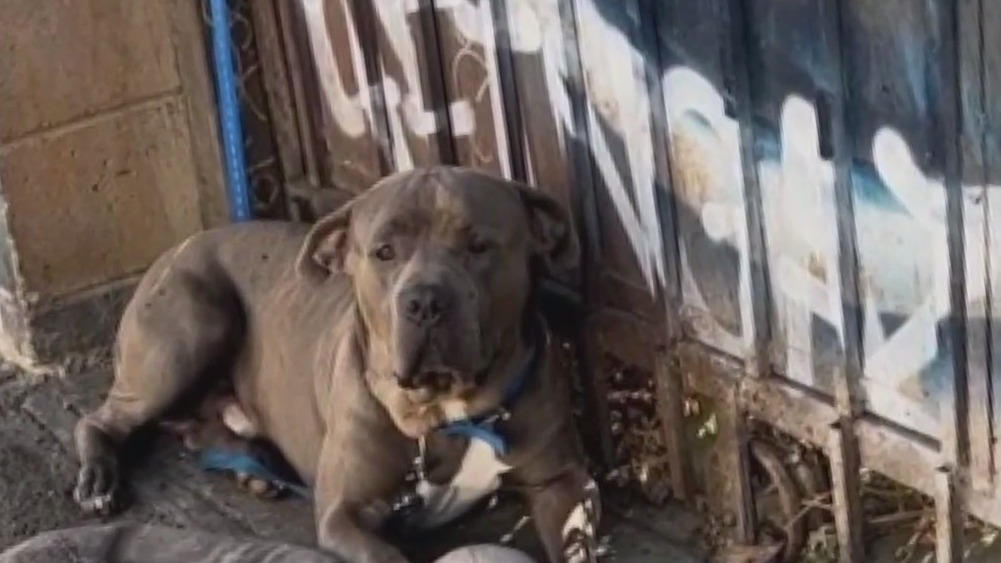 Efforts to save Skid Row's dogs