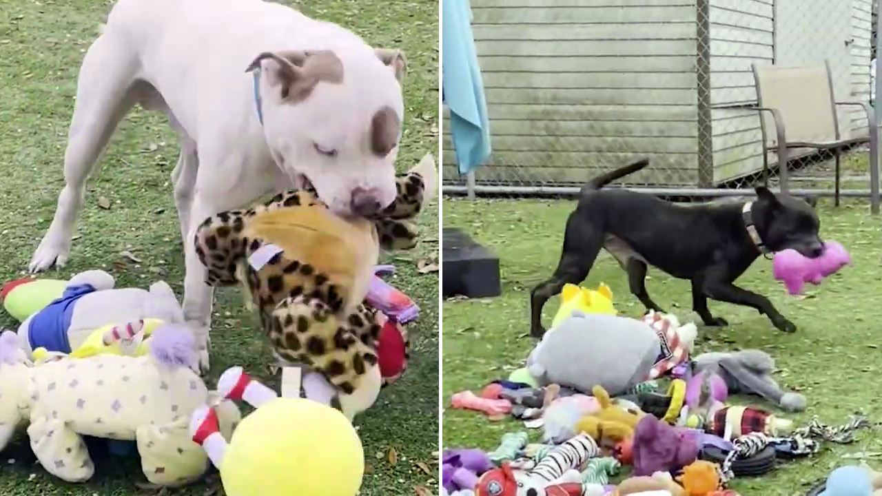Adorable video shows Hillsborough shelter dogs picking out new toys for Christmas