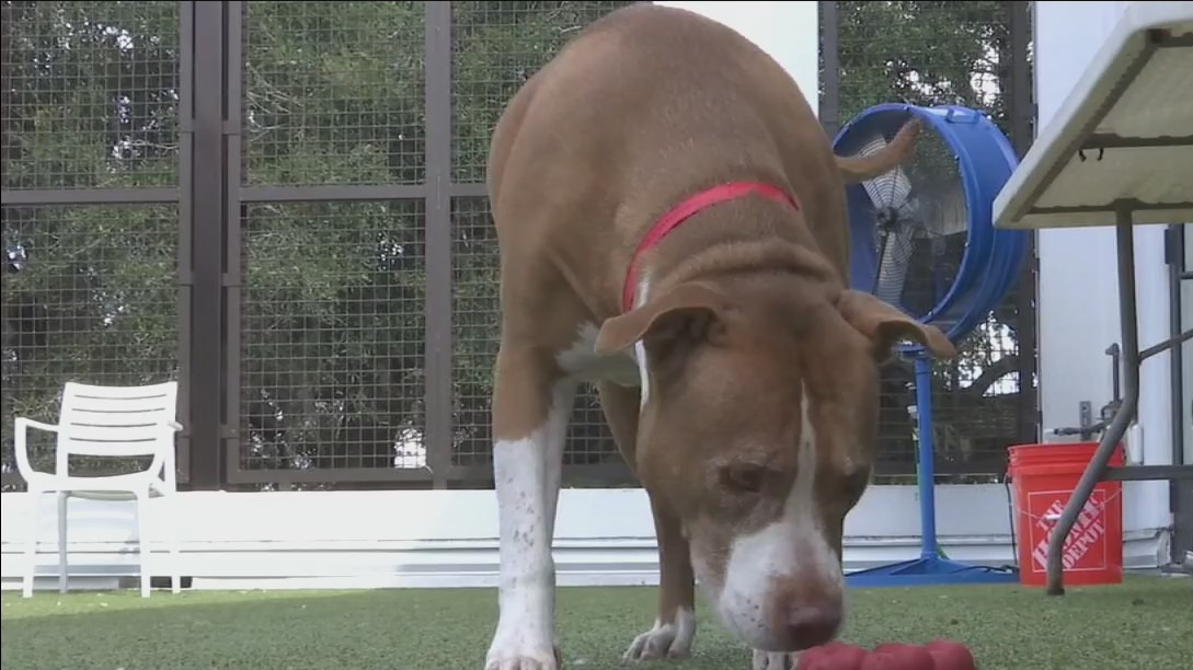 Humane Society needs help with pet adoptions