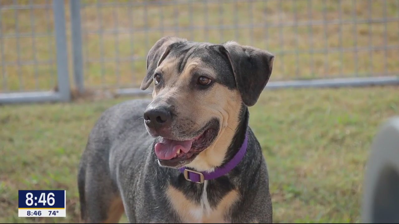 Dog of the Day: Chance