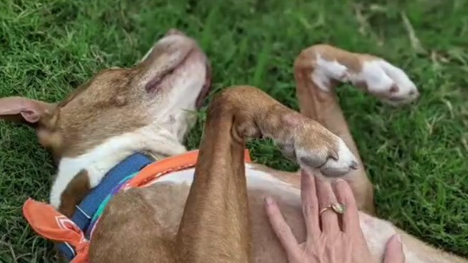 Pet Of The Weekend: Dali