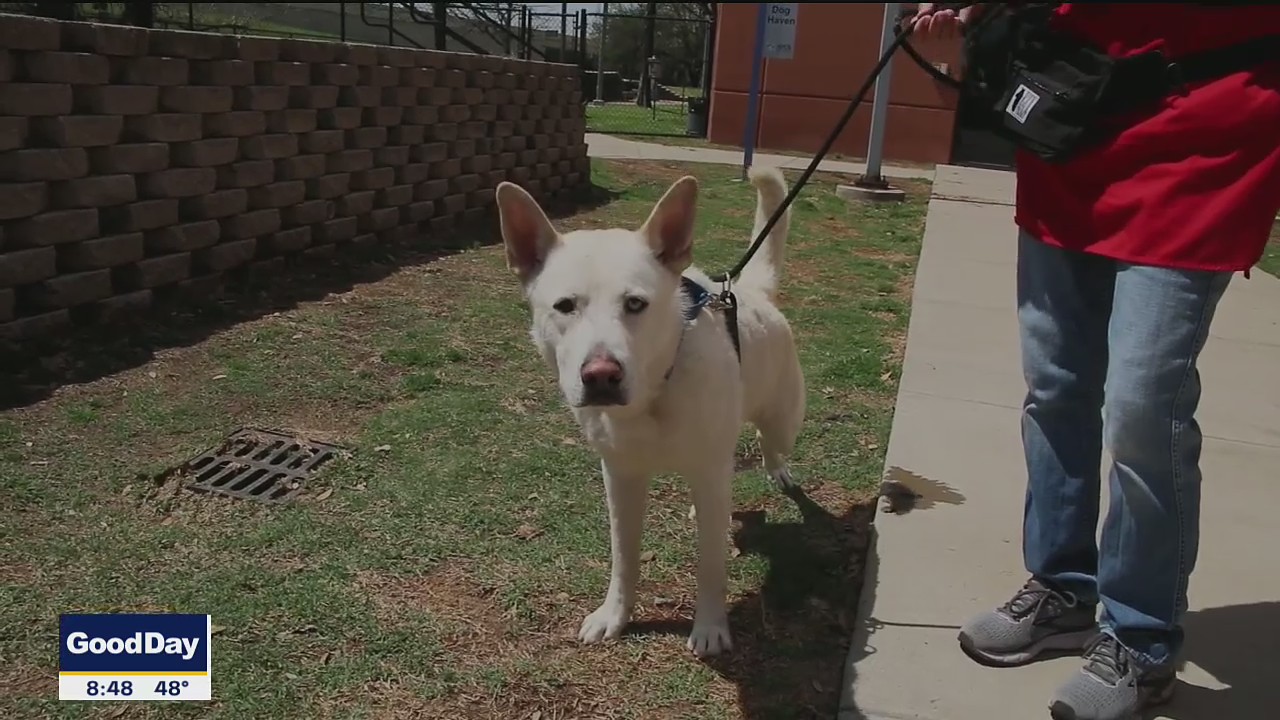Pet of the Day: Sven