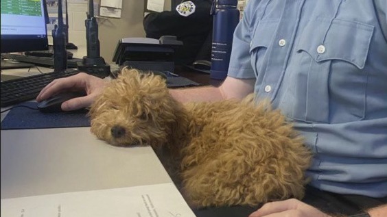 FOX 32 helps reunite lost puppy with owner