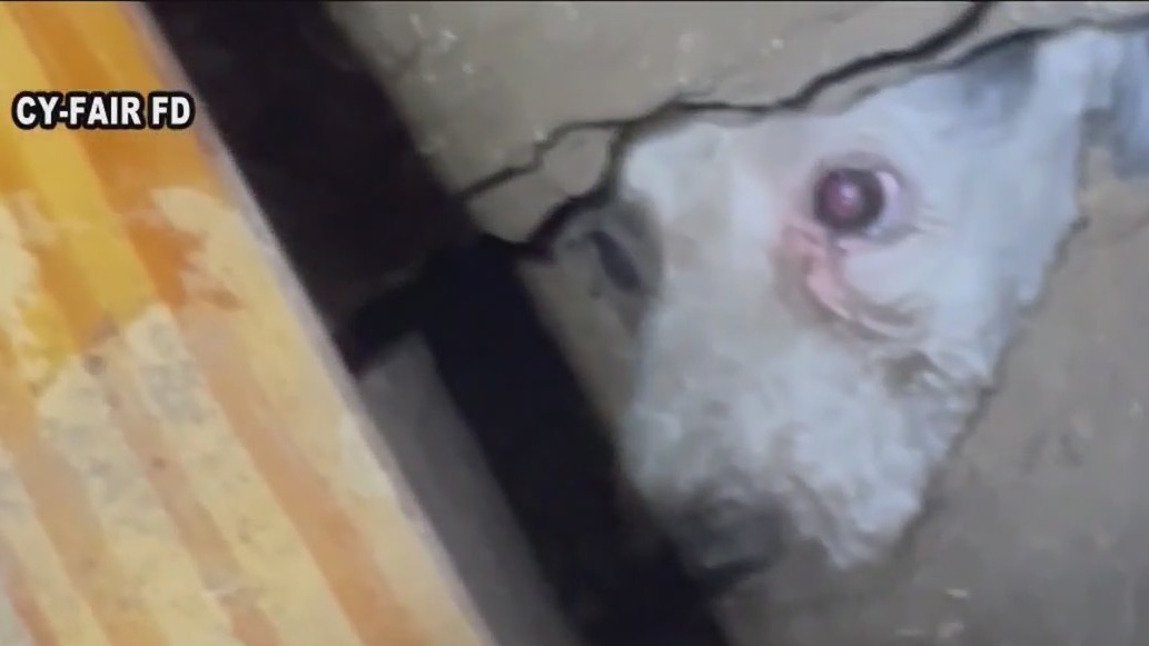 Dog rescued from under shed in Texas