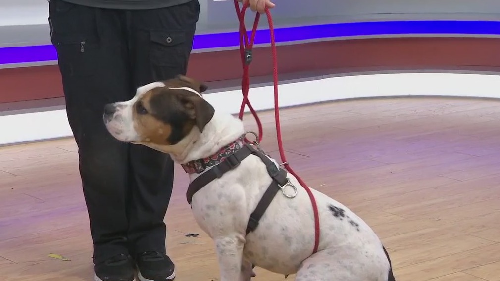 Adopt-A-Pet: Meet Ruby