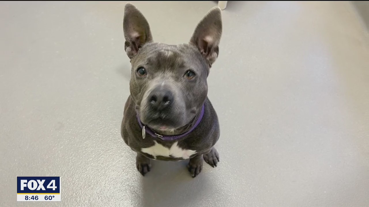 Dog of the Day: Miranda