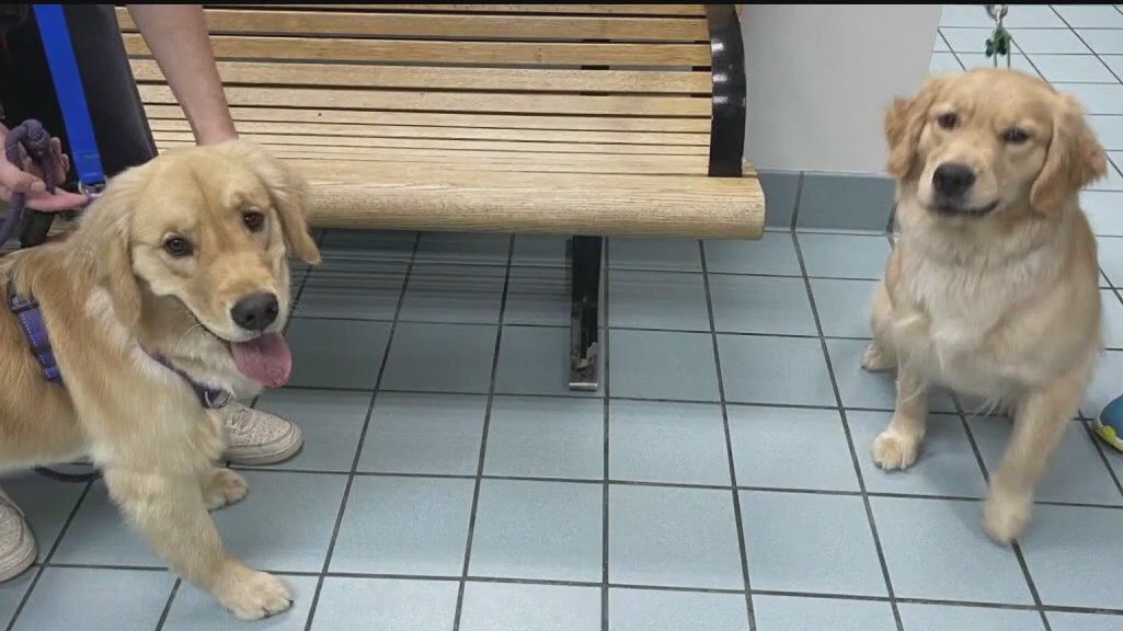 Family mistakenly takes wrong dog from day care