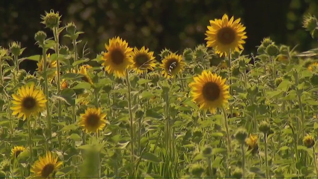 Sunflower solace for grieving families