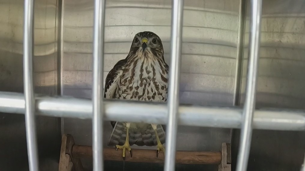 Florida wildlife displace during Hurricane Ian