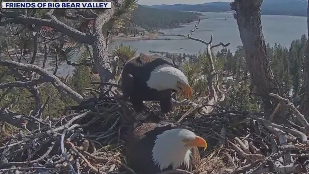 Big Bear eagles eggs may not hatch