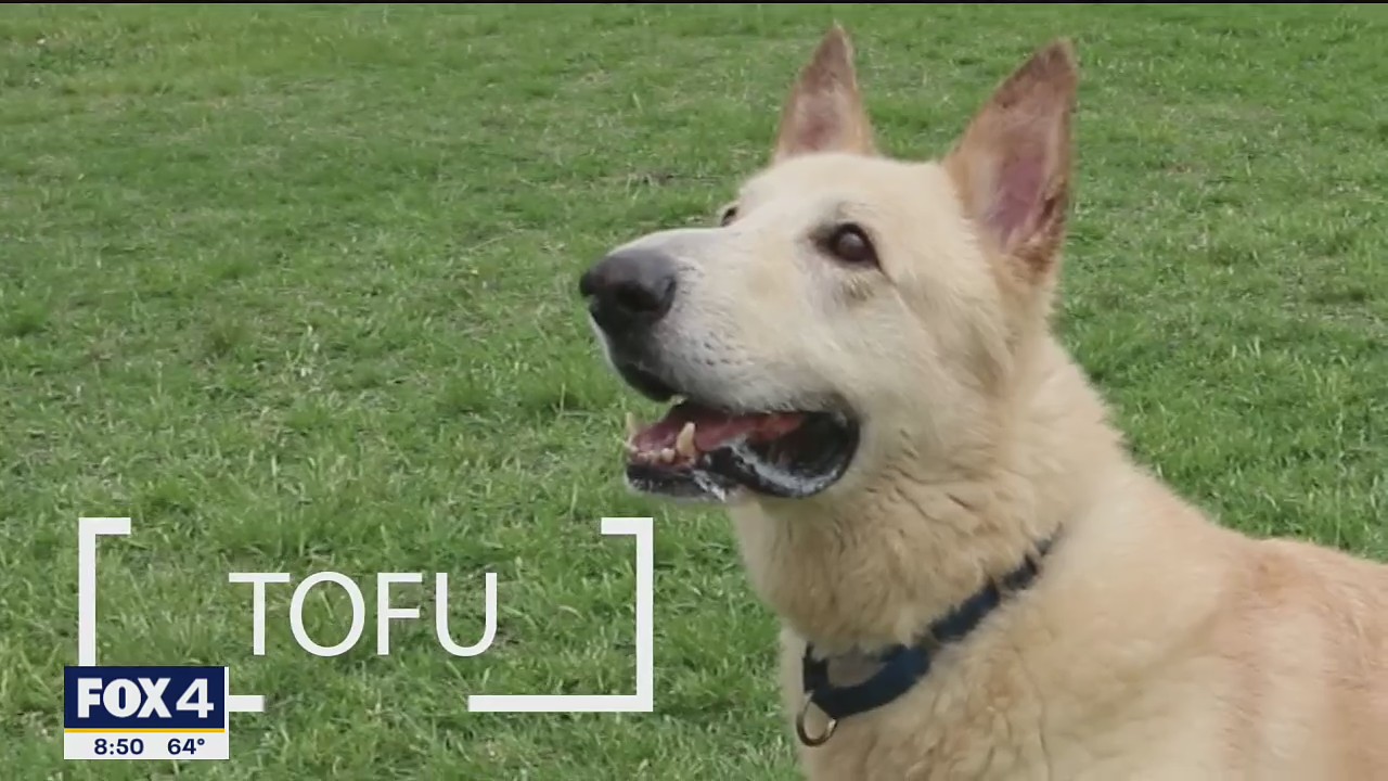 Dog of the Day: Tofu