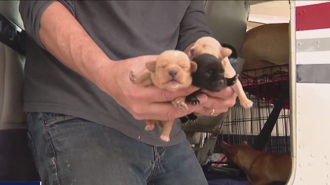 Pilot helping dogs in danger of euthanasia one flight at a time