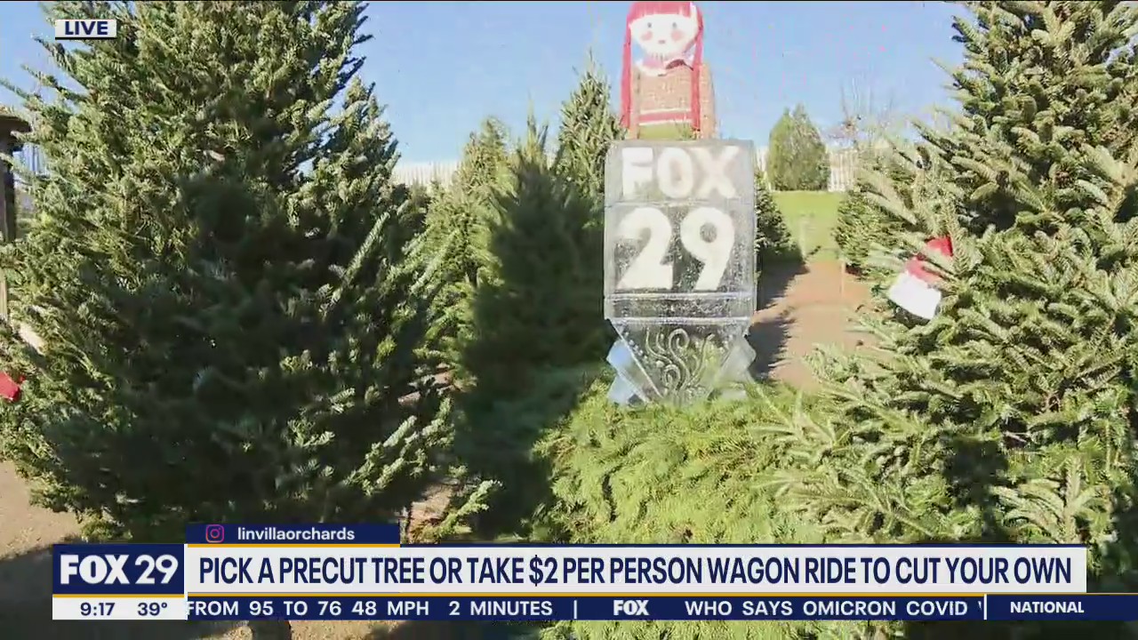 Linvilla Orchards open for Christmas tree shopping
