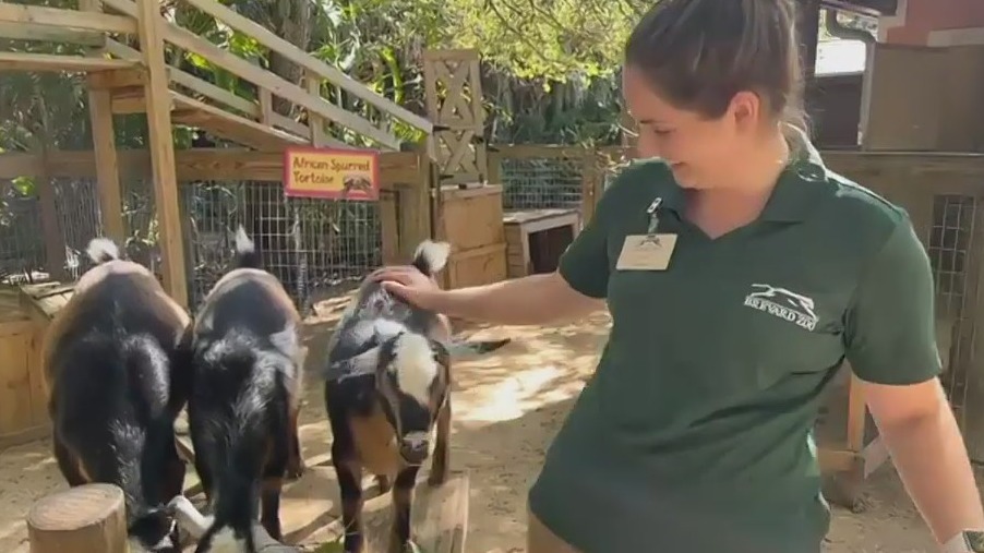 Wild Wednesday: Baby goats!