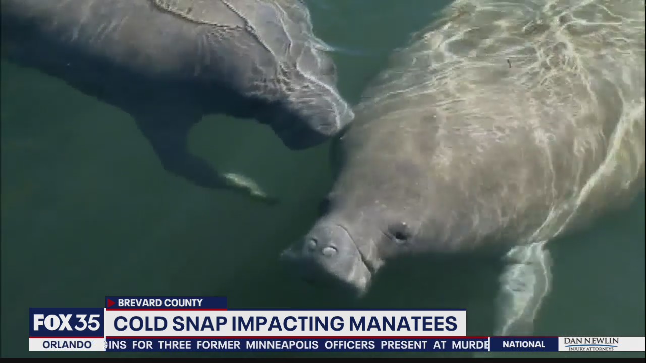 Cold snap impacting manatees