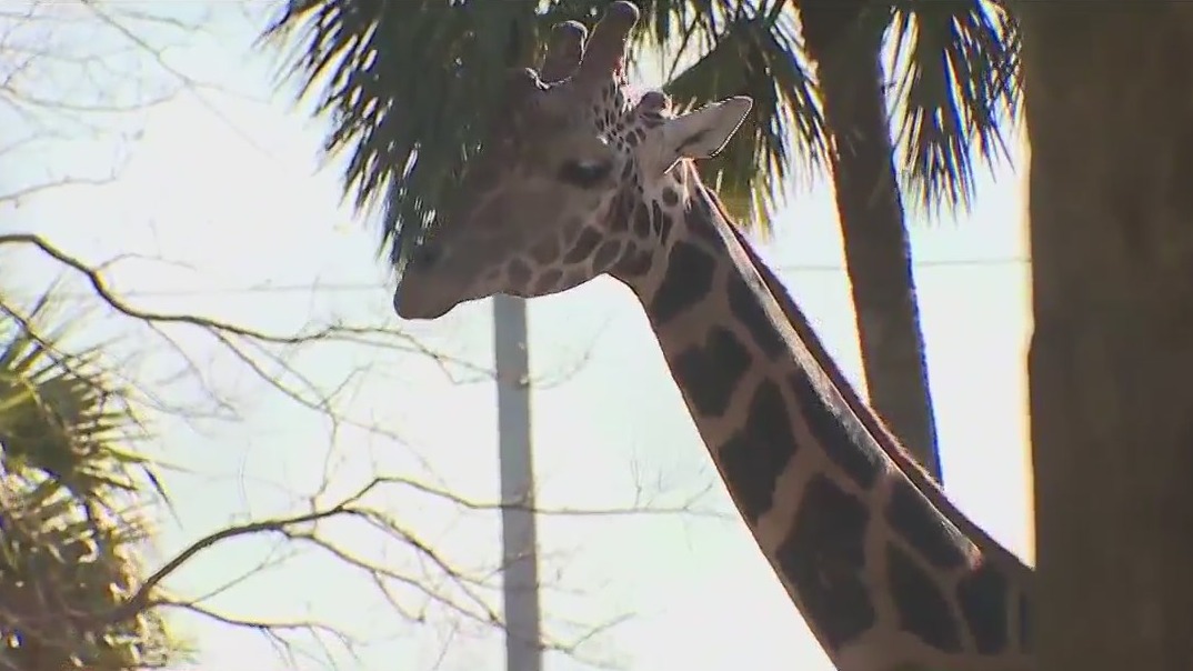 Prepping Central Florida Zoo animals for the cold