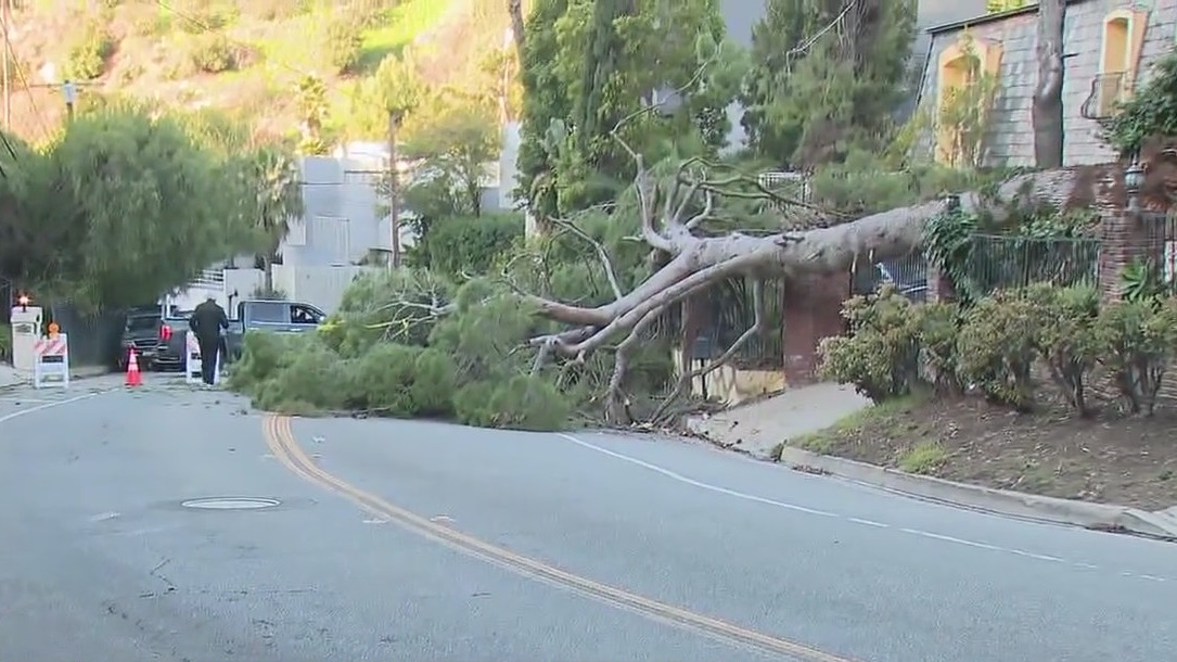 Fallen tree closes Coldwater Canyon in Beverly Crest