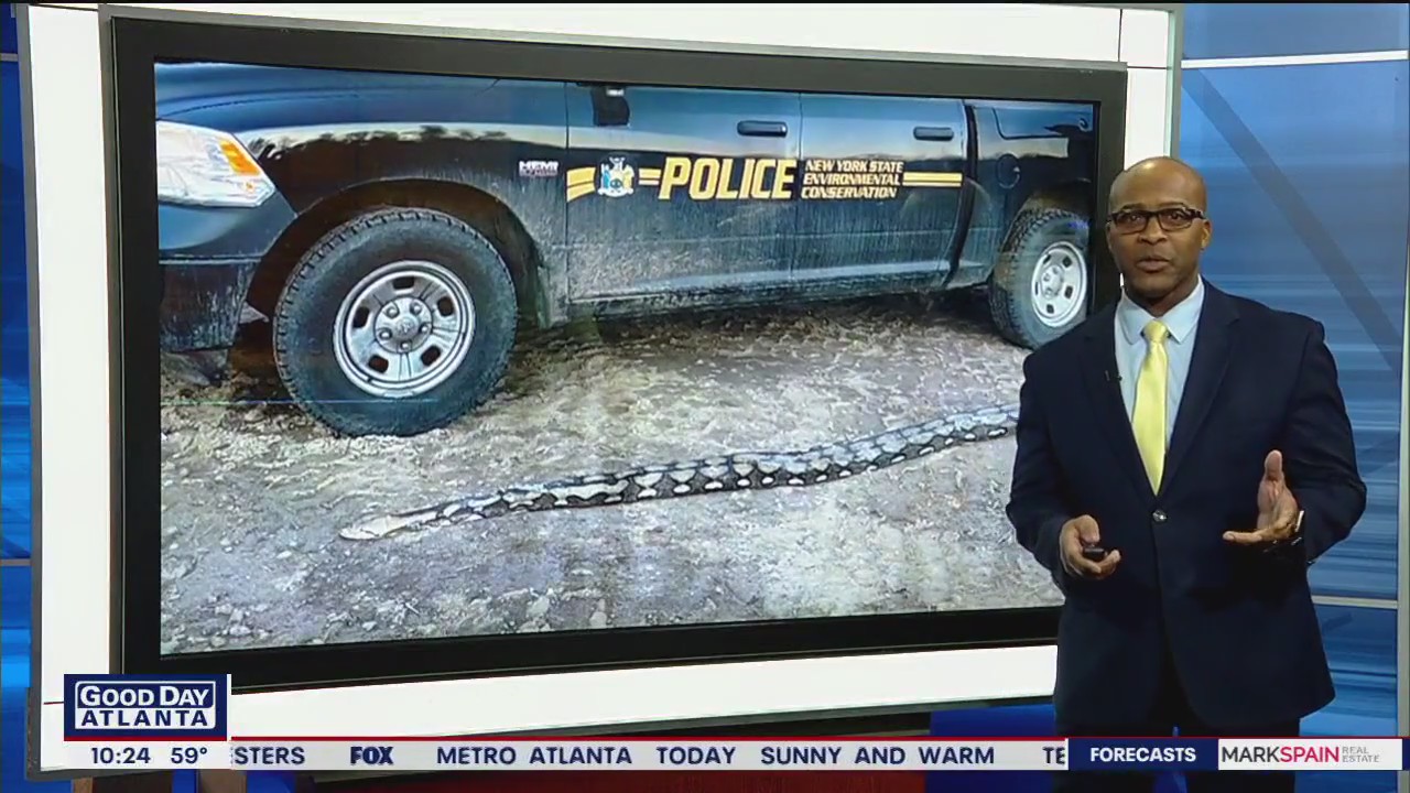 Giant python found on Long Island Road