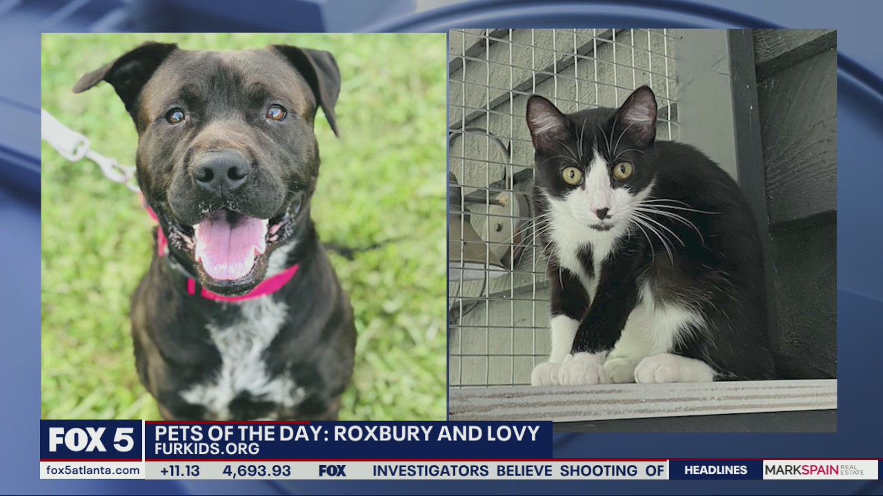 Pets of the Day from FurKids