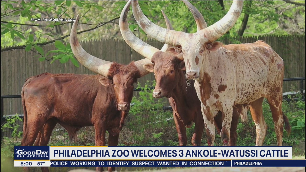 Philadelphia Zoo welcomes three Ankole-Watussi cattle
