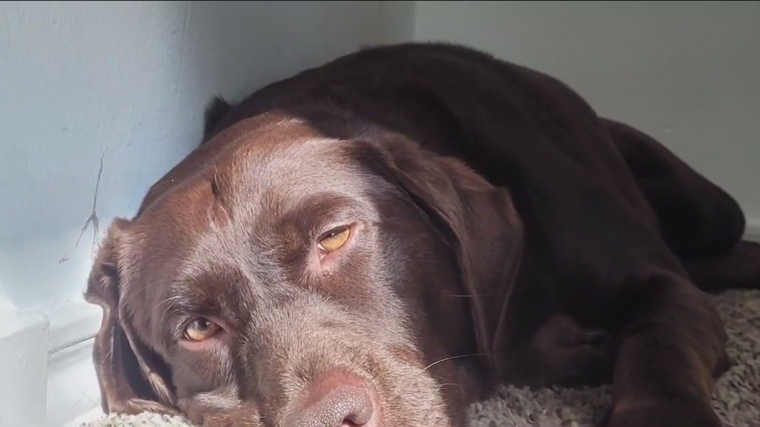 Family blames Centerpoint Energy after bees attack dog