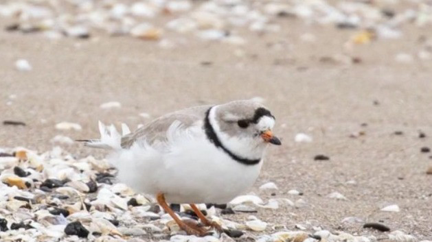 Endangered piping plovers return to Chicago beaches