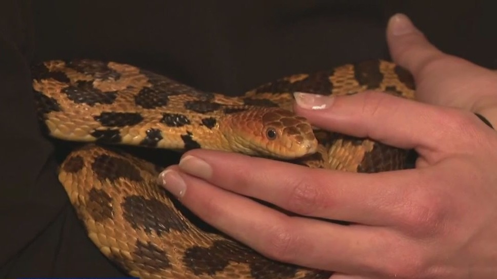 Help animals in distress